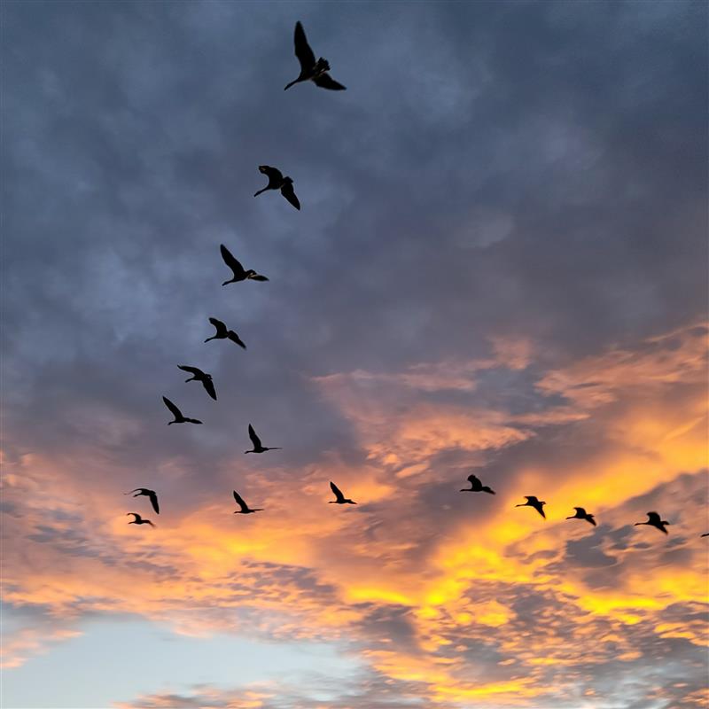 Flock of birds in the sky.